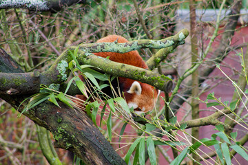 Red Panda Climbing in a Tree