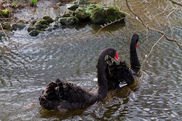 Two Black Swans Swimming in a Pond
