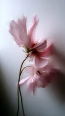 Foto auf Acrylglas Hotel Delicate pink flowers in a dreamy, blurred style against a neutral background, creating an enchanting, ethereal atmosphere.  © RaptorWoman