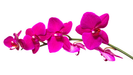 Red orchid on white background