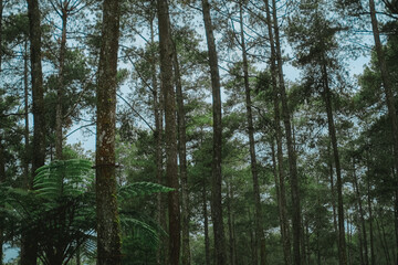 Obraz premium Dense forest of tall trees, suitable for nature backgrounds, environmental concepts, forestry, travel magazines, or outdoor adventure designs.