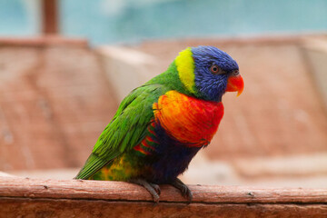 Vibrant Colorful Parrot Perched on Wood