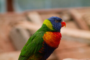 Vibrant Colorful Parrot Portrait