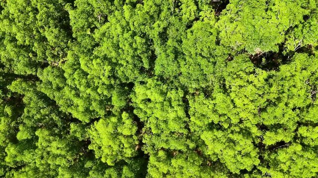Aerial view footage of a big green forest and a peaceful and beautiful nature, trees and rainforest in summer or spring. Natural environment and green energy. Video concept Net Zero, Zero waste 