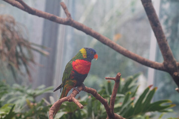 Vibrant Lorikeet in Tropical Setting