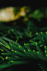 Closeup of green Norfolk Island pine needles, ideal for naturethemed designs, ecofriendly concepts, botanical illustrations, or Christmas backgrounds.