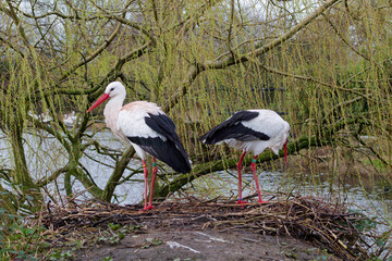 Storks Nesting by the River