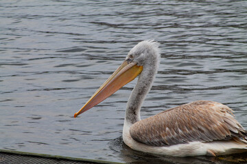 Pelican Swimming on Calm Water