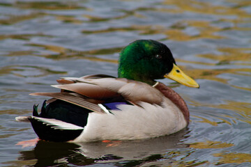 Male Mallard Duck Swimming on Water