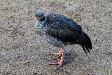 Solitary Gray Bird on Sandy Ground
