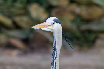 Close-up of a Heron in Nature