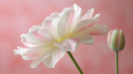 Fototapeta premium Close-up of a delicate pink and white tulip in bloom, with a smaller bud in the background against a soft pink backdrop.