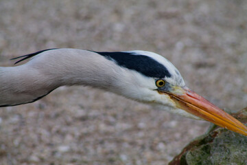Close-up of a Heron in Nature