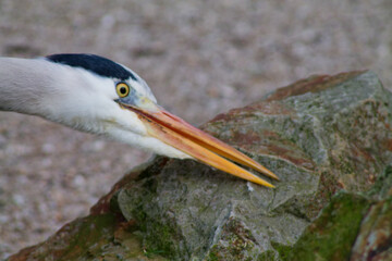 Close-up of a Heron in Nature