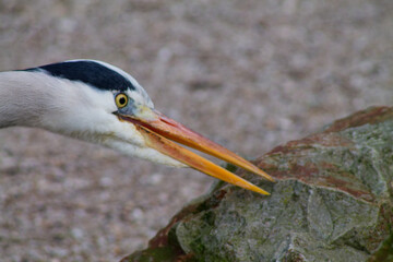 Close-up of a Heron in Nature