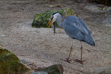 Grey Heron Catching Fish