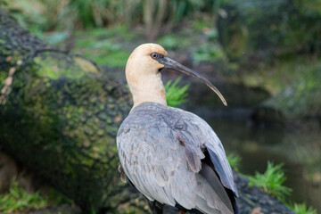 Close-up of a Bird by Water