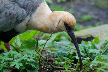 Bird Foraging in Greenery