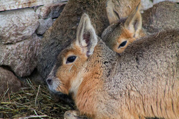 Resting Patagonian Maras in Natural Habitat