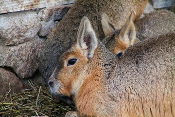 Patagonian Mara Resting by Stone Wall