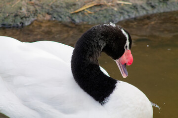 Elegant Black-Necked Swan in Pond