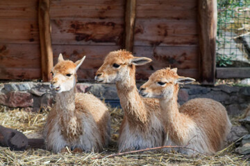 Three Guanacos in Enclosure