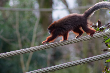 Monkey Balancing on Rope in Nature