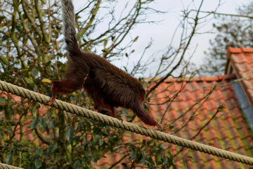 Monkey Walking on a Rope in Nature