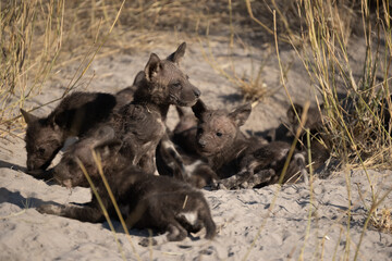 African wild dog, Lycaon pictus, walking in the water. Hunting painted dog with big ears, beautiful wild animal in habitat. Wildlife nature, Moremi, Okavanago delta, Botswana, Africa