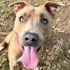 Blue-Eyed Dog Close-Up: A tan mixed breed dog with striking blue eyes and an excited expression...