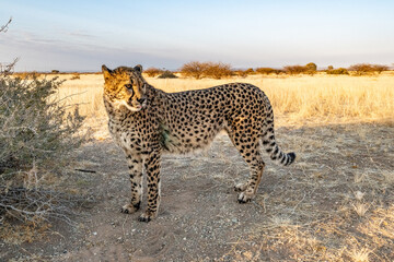 A cheetah searching for prey in the grasslands of the Kalahari Desert in Namibia.