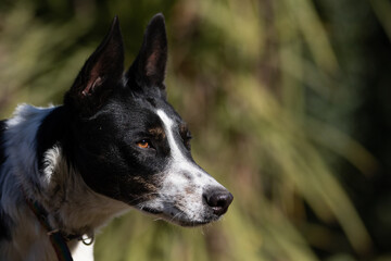 Mascotas en el parque