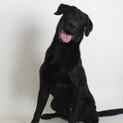 Black Lab Mix Smile: A young black Labrador mix sits on a white backdrop, tilting its head with a bright-eyed, open-mouth smile, showcasing friendly energy and charm.