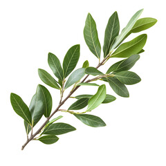 Naklejka premium Lush Green Branch Isolated on Black Background,