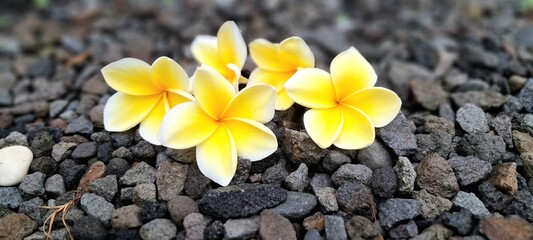 Yellow frangipani flower on gravel. 
This plant is widely planted in Indonesia as a garden decoration