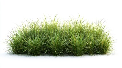 Lush green ornamental grass isolated on white background with natural light