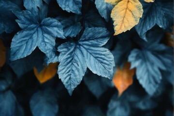Closeup of dark blue glossy leaves arranged in a scattered pattern with blurred background, making leaves the focal point.