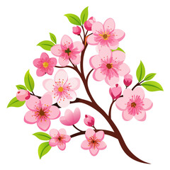 Cherry Blossom on white background