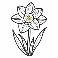 Daffodil line art isolated on  white background