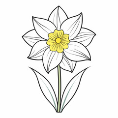 Daffodil line art isolated on  white background