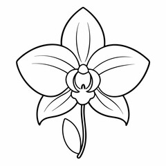 Orchid line art on white background
