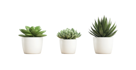 Three small succulents in white pots