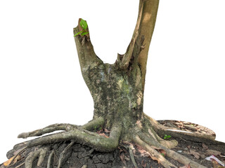 tree roots isolated on white background
