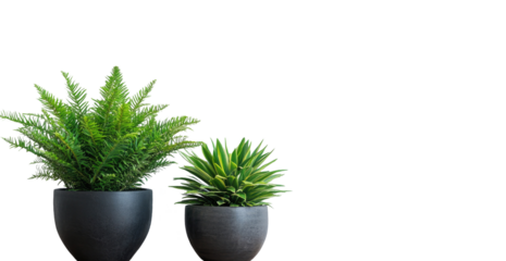 Two potted plants against dark backdrop