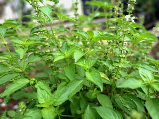 Sweet basil flower.
Sweet basil is an aromatic, annual herb with square stems, light green leaves, and small white flowers. It's a member of the mint family and is native to the tropics
