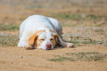 Dog sleep on the dirty ground. Happy dog sleeping.