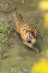 a sumatran tiger walking in a puddle