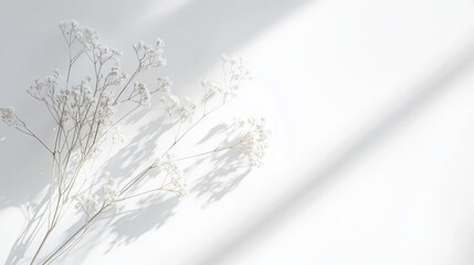 Light minimalist composition with white dried flowers and soft shadows copy space