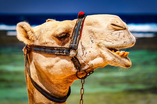 Fototapeta Piękny wielbłąd wygrzewający się w promieniach letniego słońca na plaży Aegis w Marsa Alam nad urokliwym Morzem Czerwonym.