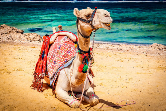 Fototapeta Piękny wielbłąd wygrzewający się w promieniach letniego słońca na plaży Aegis w Marsa Alam nad urokliwym Morzem Czerwonym.